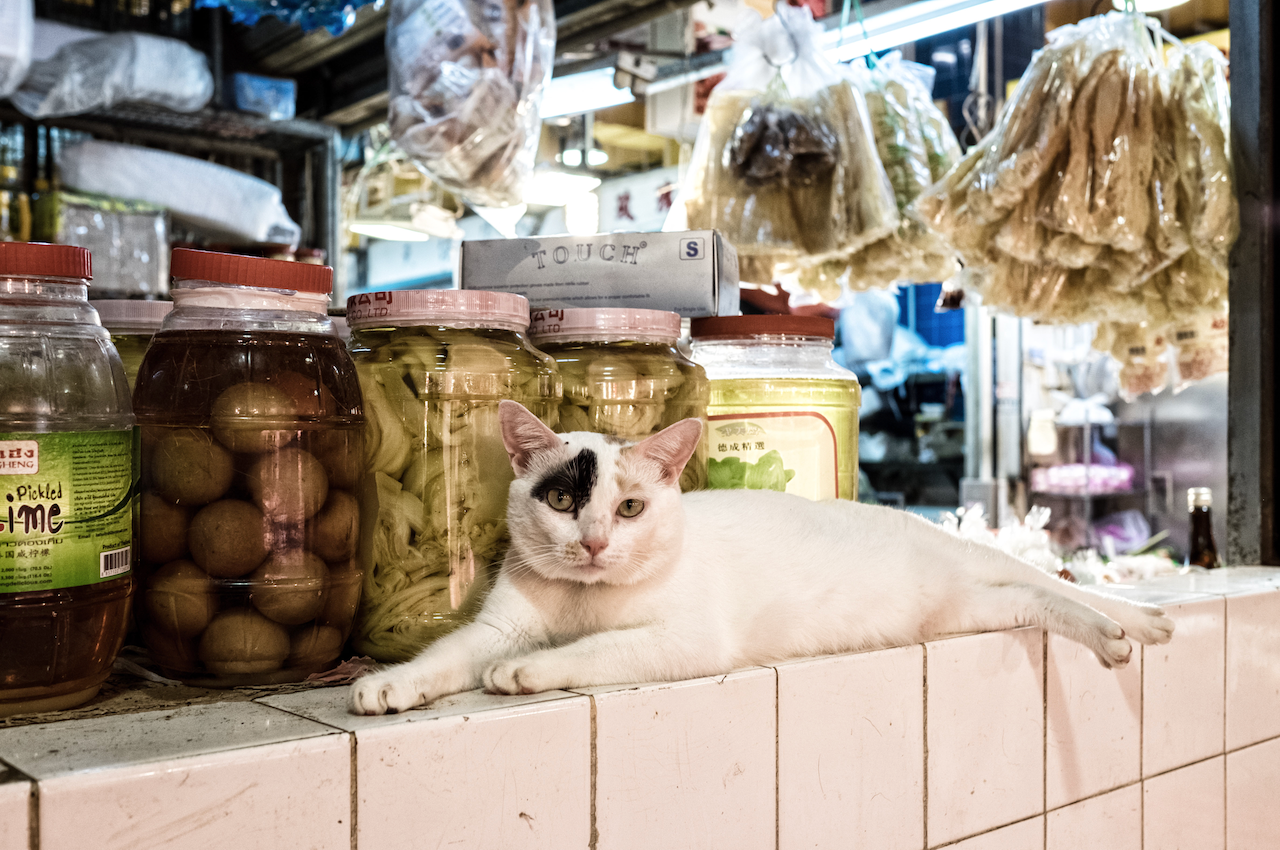 A white cat with a black patch over one eye lounging on a tiled counter beside jars of preserved vegetables.
